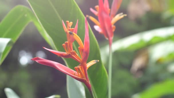 Wide Shot Heliconia Lobster Claw Waiting Pollinators — Stock Video