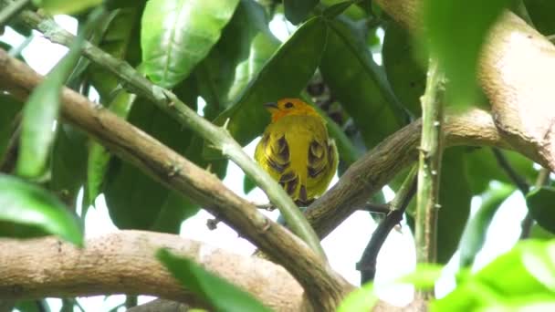 Bright Yellow Saffron Finch Hawaii Big Island Calling Out Other — Vídeos de Stock