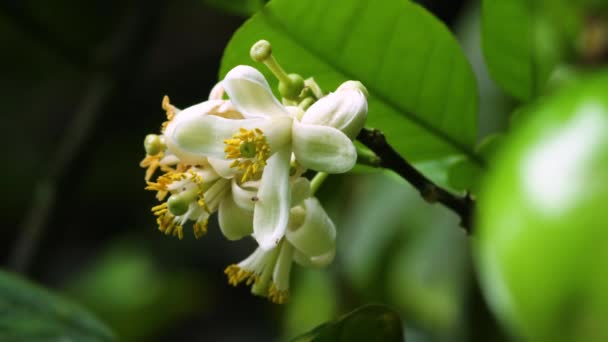 Beautiful White Yellow Plumeria Wilting Spring Leis Common Frangipani Flower — Vídeos de Stock