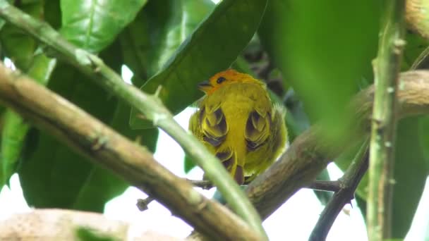 夏威夷大岛 明亮的绿叶在风中穿过框架 同时聚焦在一只黄色的藏红花雀上 — 图库视频影像