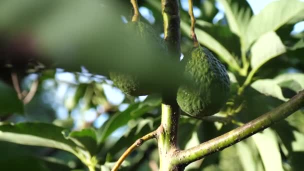 Zwei Leuchtend Grüne Avocados Hängen Vom Baum Während Sie Mit — Stockvideo