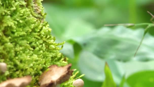 Family Mushrooms Grows Moss Covered Rock Hawaii — Vídeo de stock