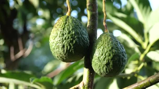 Zwei Avocados Wachsen Auf Baum Landwirtschaft Landwirtschaft Viehzucht Anbau Von — Stockvideo