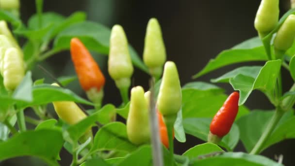 红黄色和橙色夏威夷辣椒生长在一个健康的绿色充满活力的计划准备吃 — 图库视频影像