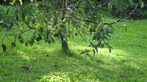 Przechyl Się Piękne Zdrowe Drzewo Awokado Przytulnym Podwórku Big Island — Wideo stockowe