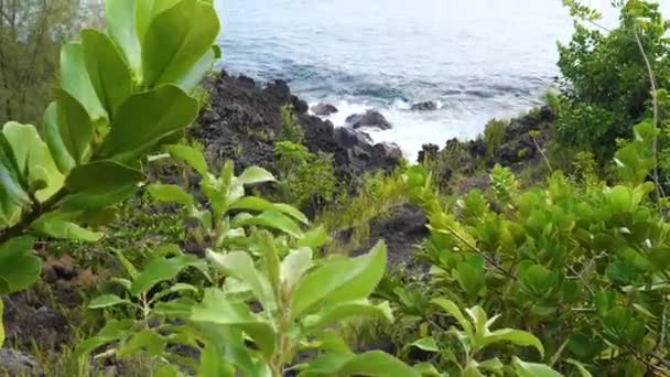 Živé Zelené Rostliny Podél Pobřeží Big Islandu Havaj Vlna Větru — Stock video