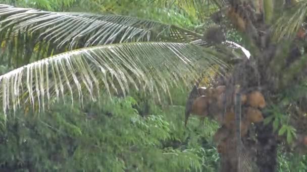 一缕静止的雨点落在覆盖着一束椰子的大棕榈叶上 — 图库视频影像