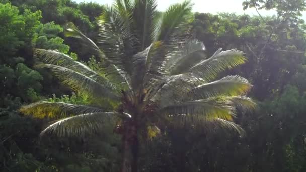 하와이큰 섬에서 바람에 나부끼는 야자나무 — 비디오