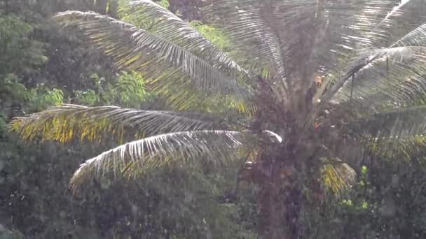 Bred Bild Ett Palmträd Som Står Starkt Regnstorm — Stockvideo