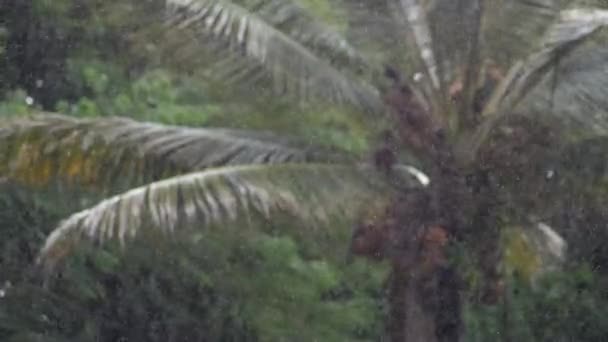 Vazão Abaixo Gotas Chuva Pequenas Caem Palmeira Grande Durante Uma — Vídeo de Stock