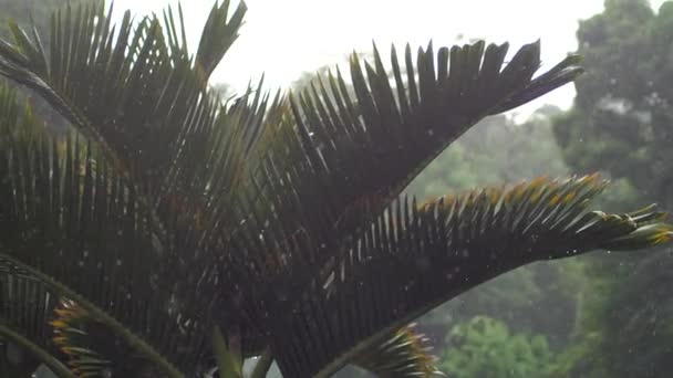 Zavřít Pánev Palmách Během Dešťové Bouře — Stock video