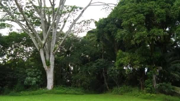 大きなハワイの木の裏庭でワイドショット — ストック動画