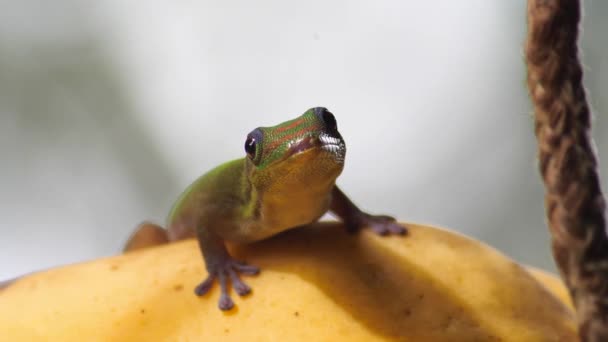 Golden Dust Day Gecko Hawaii Big Island Sits Stares Top — Stock Video