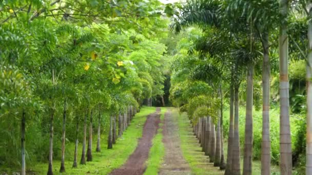 Palmeira Lidera Caminho Através Uma Estrada Terra Ilha Grande Havaí — Vídeo de Stock