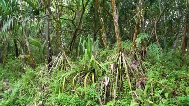 夏威夷一个高大的棕榈树塔高耸立在大岛绿林丛林中野外自然会影响野生生物 — 图库视频影像