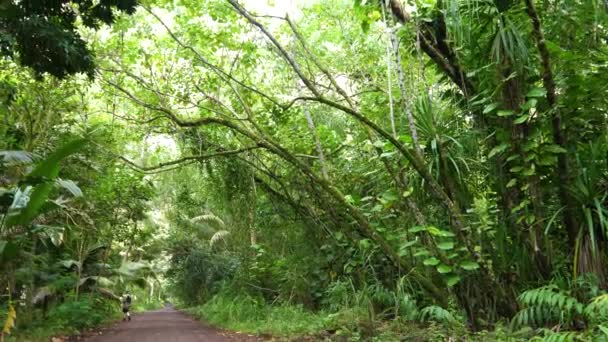 Hawaii Büyük Güzel Palmiye Ağaçları Büyük Ada Kulesi 124Ncü Toprak — Stok video