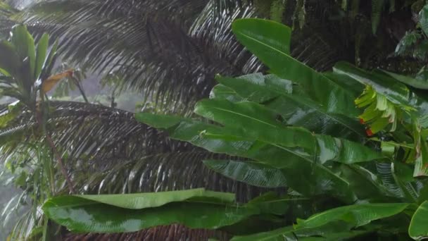 Зблизька Великих Бананових Листках Падають Дощі Під Час Бурі Великих — стокове відео