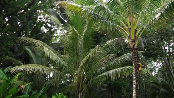 在一个美丽宁静的后院 高高的棕榈树 阴天有烤架 — 图库视频影像