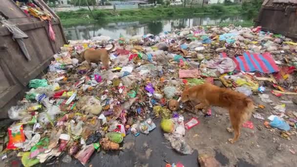 Dogs Scrounge Overflowing Plastic Garbage Polluting Residential Dhaka Riverbank — Stock Video