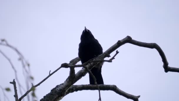 Black Bird Sentado Uma Árvore Céu Fundo — Vídeo de Stock