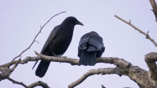 Two Black Birds Tree Branch One Picking Feathers Partner — Stock Video