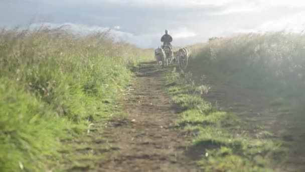 Мечтательная Собачья Упряжка Бегущая Командой Сибирского Хаски Травянистой Исландской Тропе — стоковое видео