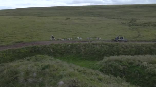 Sled Dog Team Double Driver Setup Grassy Iceland Hill Trail — Stock Video