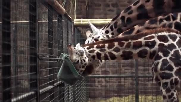 三只长颈鹿在英国切斯特动物园的野生动物公园里吃东西的全景 — 图库视频影像