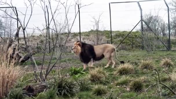 Big Lion Slowly Walks Green Grass Zoo — Stock Video