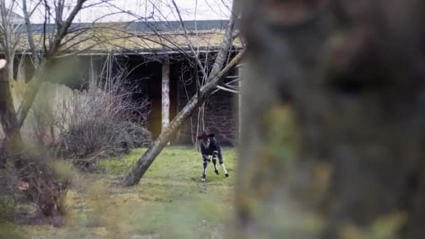 Κοντινό Πλάνο Του Okapi Άλμα Πολύ Χαρούμενος Στο Ζωολογικό Κήπο — Αρχείο Βίντεο