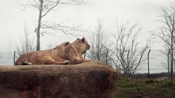 Lion Sat Relaxed Rock Yawning Animal Videos Wild Mammal — Vídeos de Stock
