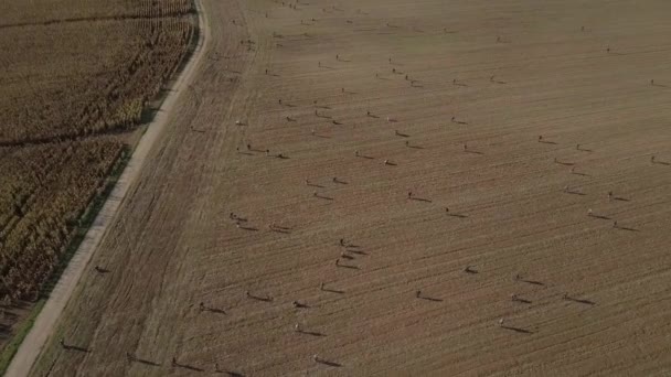 Aerial Shot Many Detectorists Searching Treasure Field Hobby Rally — Video
