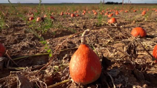 Organik Soğan Ezmesi Meyveleri Red Kuri Squash Çiftlikte Hasat Etmeye — Stok video