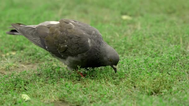 Pigeon Bird Walking Eating Grass Tight Shot Bird Nature — Video