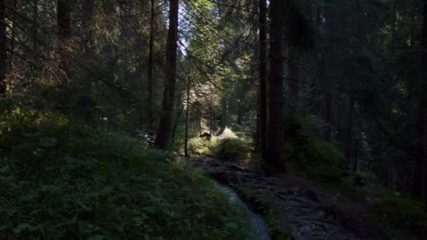 Yazın Güneşli Bir Sabahta Orman Ormanları Ağaçlar Yeşil Sebzeler Deresi — Stok video