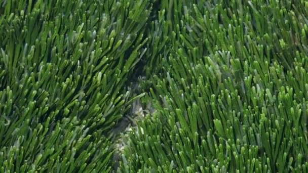 海に自生する海草 — ストック動画