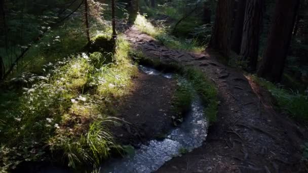 Çamur Toprak Yüzeyindeki Akan Deresi Vahşi Orman Caumasee Sviçre Deki — Stok video
