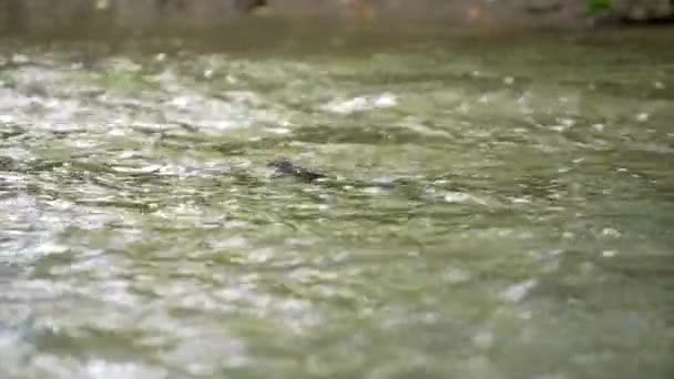 Chinook Salmón Nadando Contra Corriente Río Para Desovar — Vídeos de Stock