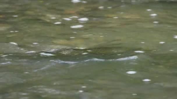 Chinook Salmón Nadando Agua — Vídeo de stock