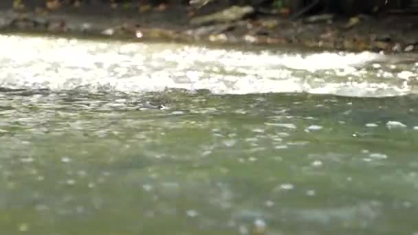 チヌークサーモンはカナダの上流に産卵するために電流に対して泳ぐ — ストック動画