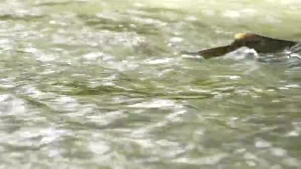 Chinook Zalm Zwemmen Stroomopwaarts Door Stroomversnellingen Naar Paaien Canada — Stockvideo