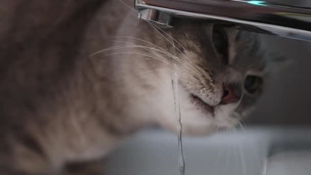 Makro Skott Katt Dricksvatten Slow Motion Videor Grå Söt Kattunge — Stockvideo