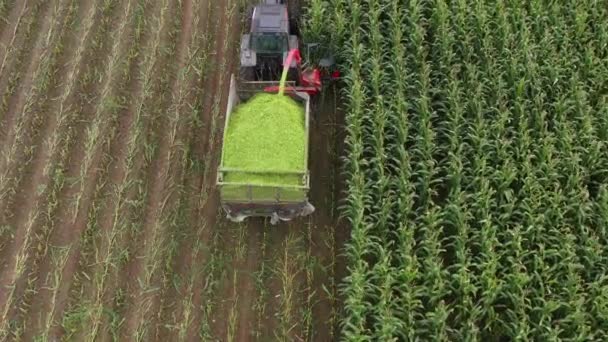 Tractor Oogsten Snijden Het Versnipperen Van Maïs Aan Aanhangwagen Het — Stockvideo