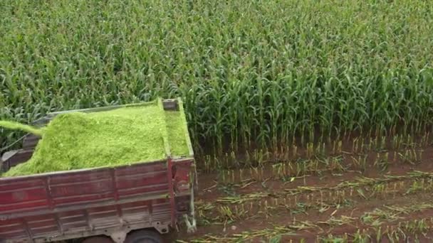 带饲料收割机的拖拉机 将玉米切割成青贮 拖车上的空中视图 — 图库视频影像