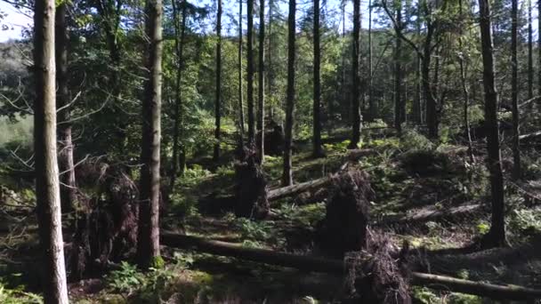 Flygfoto Flyger Bakåt Genom Tät Skog Med Höga Träd Och — Stockvideo