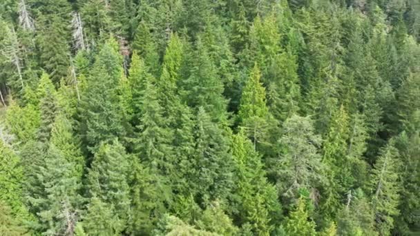 Panorámica Aérea Denso Bosque Siempreverde Estado Washington — Vídeo de stock