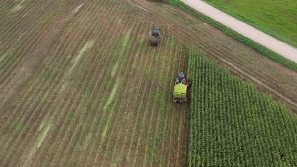 Два Трактора Кукурузном Поле Собирают Корм Кукурузы Кормоуборочным Комбайном — стоковое видео