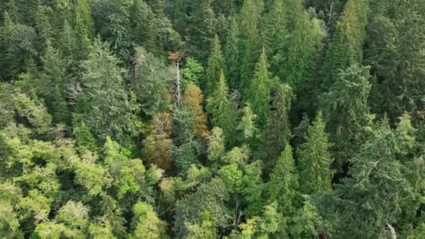 Disparo Aéreo Empujando Hacia Denso Bosque Siempreverde Parque Estatal Larrabee — Vídeo de stock