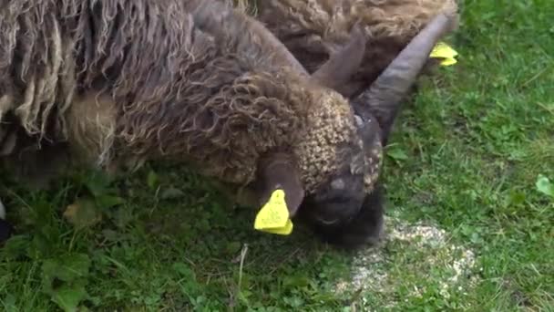 Owce Jedzą Podłogi Trawa Pełna Paszy Dla Owiec — Wideo stockowe