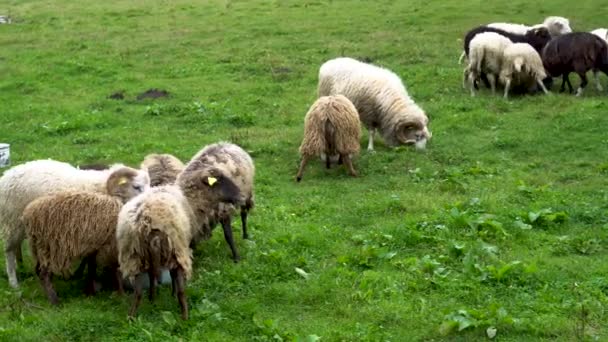 Средний Выстрел Фермы Овцы Получают Корм — стоковое видео